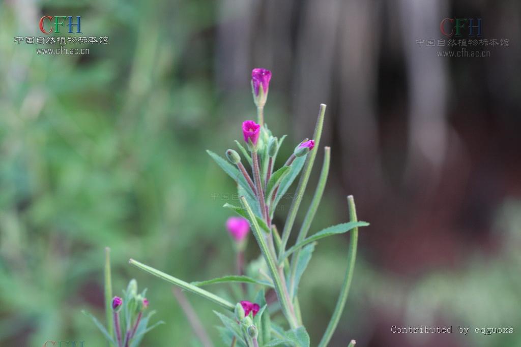  p> a href="#" data-lemmaid="5631238">长籽柳叶菜 /a>,拉丁文名