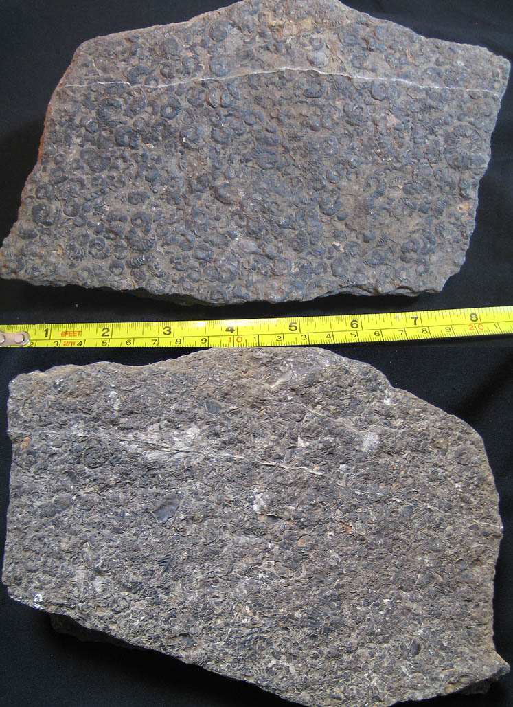  p>直角石(学名orthoceras)是一属已灭绝的直角石亚纲动物.