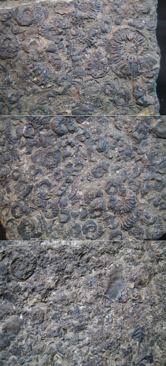  p>直角石(学名orthoceras)是一属已灭绝的直角石亚纲动物.