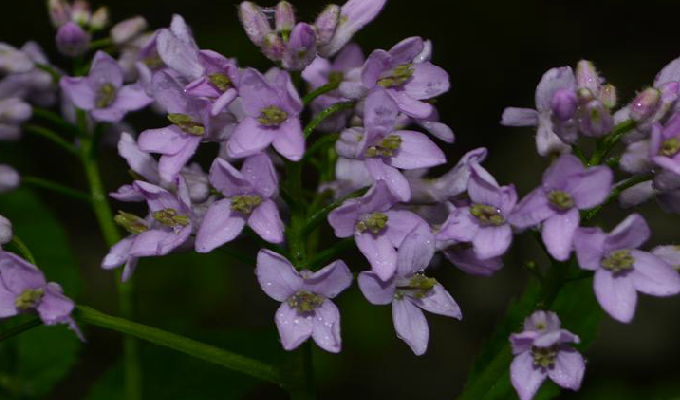 是十字花科碎米荠属植物.