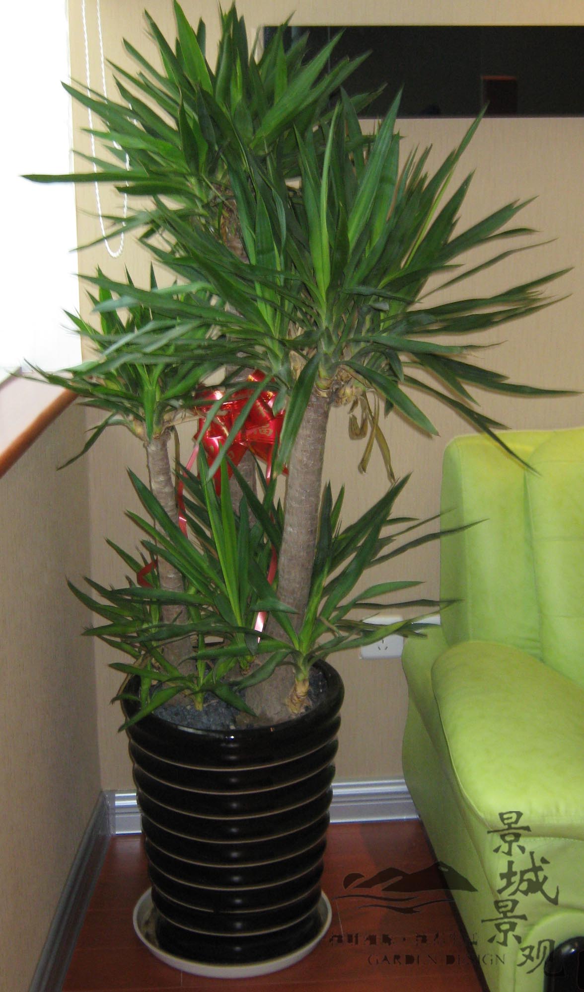  p>荷兰铁是常绿木本植物,在原产地(北美温暖地区)株高可达10米,盆栽