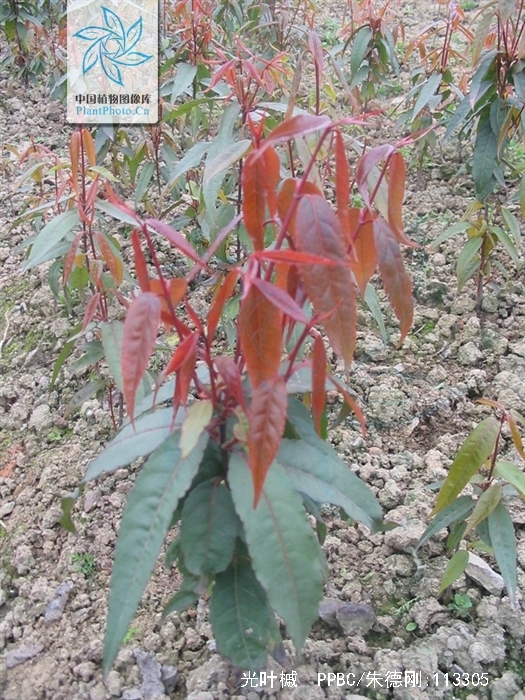  p>光叶槭,是一种 a data-lemmaid="7333429">槭树科 /a>, a data