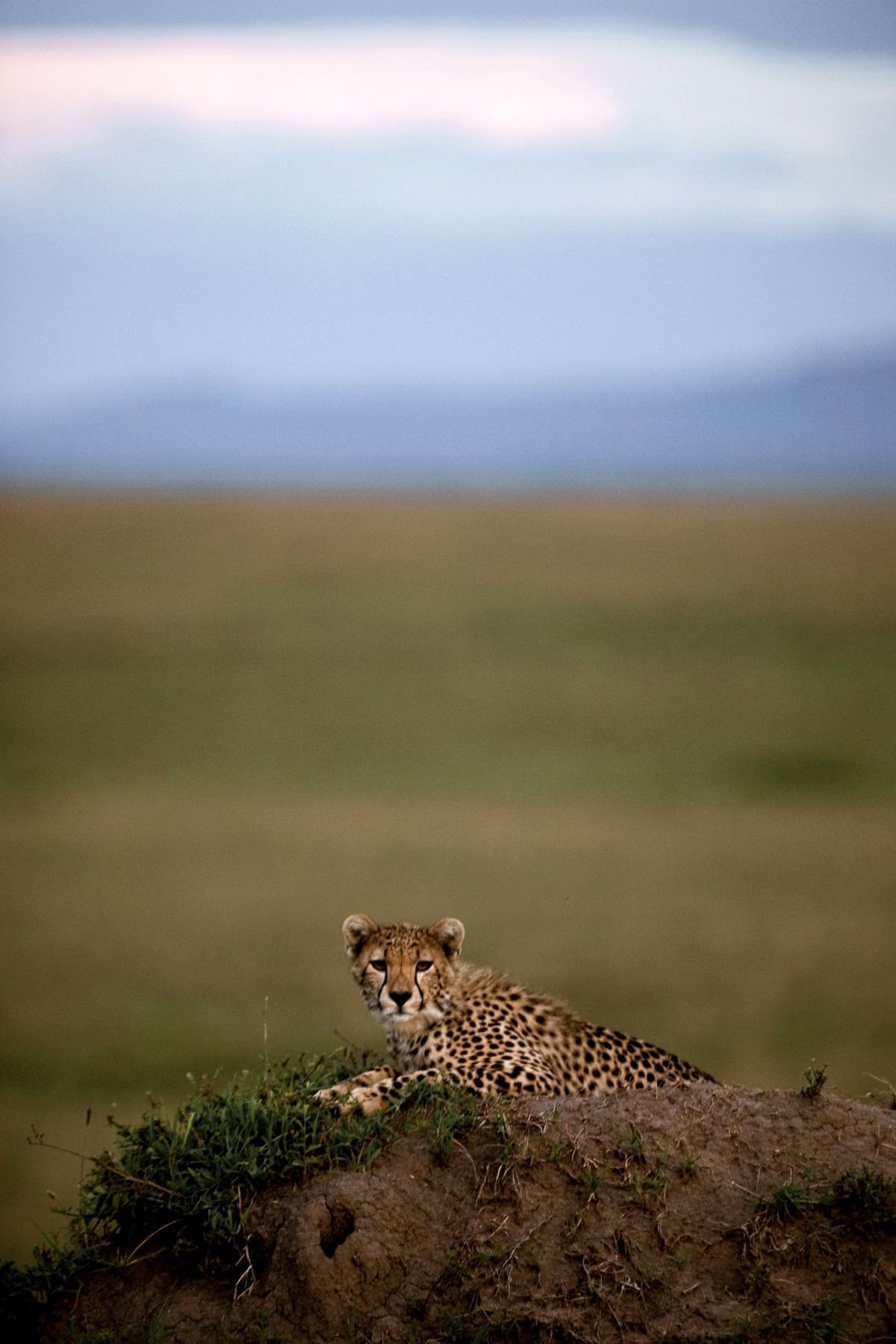 非洲猫科:勇气国度