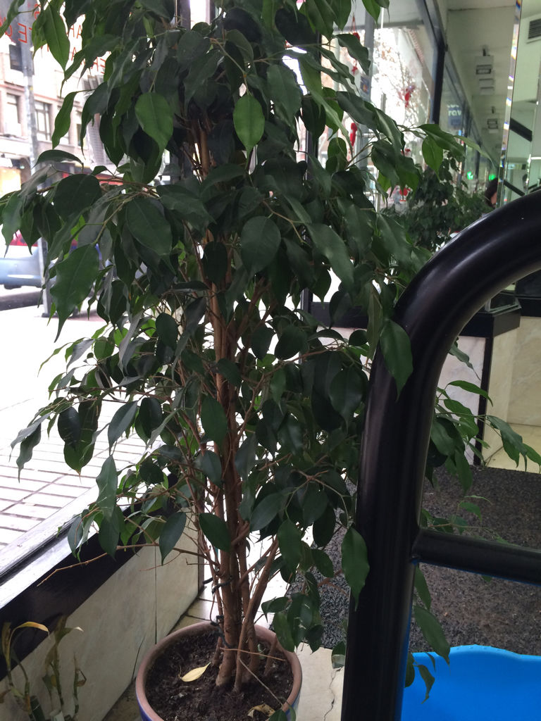  p>黄果榕(学名:ficus benguetensis merr.