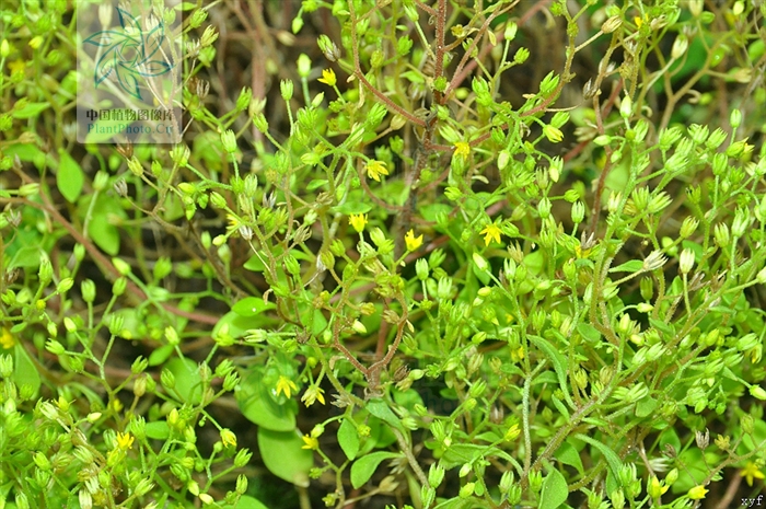  p>繁缕景天(学名: i>sedum stellariifolium /i> franch.