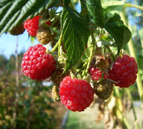  p>楸叶悬钩子( a target="_blank" href="/item/学名/8074290" data