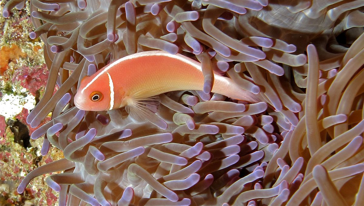  p>颈环双锯鱼(学名: i>amphiprion perideraion /i>)是雀鲷科,双锯鱼