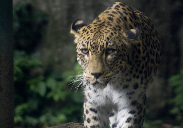  p>波斯豹(学名:panthera pardus saxicolor)是众多豹亚种中体形最大