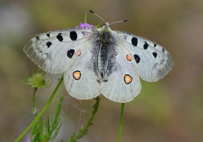 parnassius apollo