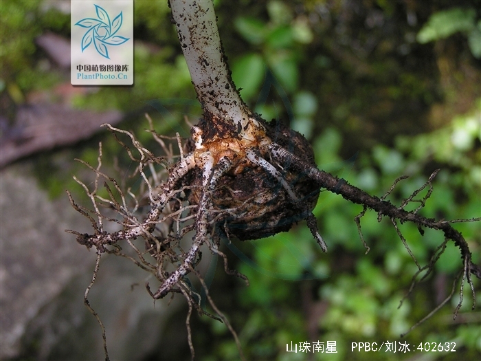  p>山珠南星,是 a href="#" data-lemmaid="6721720">天南星科 /a>