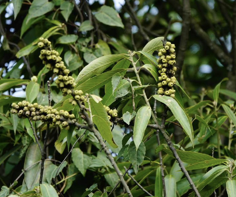 是壳斗科柯属植物,乔木,高5-10米,树皮褐黑色,厚7-8毫米,浅纵裂,研