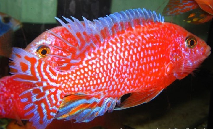 火焰红鱼
