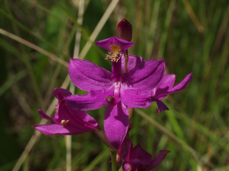 href="/item/沼泽/359178" data-lemmaid="359178">沼泽 /a>和湿地,花