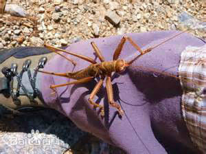 saga ephippigera