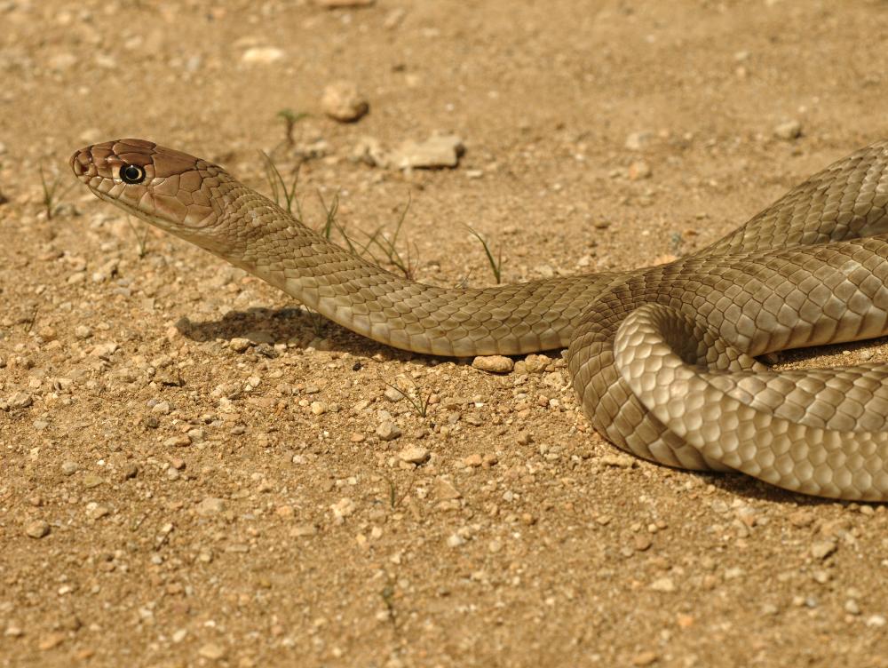 学名/8074290" data-lemmaid="8074290">学名 /a>:masticophis)是 a