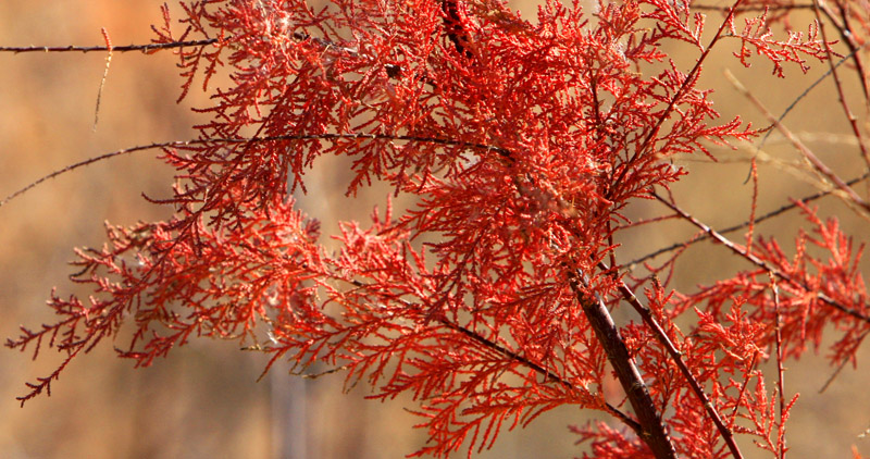  p>亚东毛柳(学名:salix yadongensis),为 a href="#">双子叶植物纲 