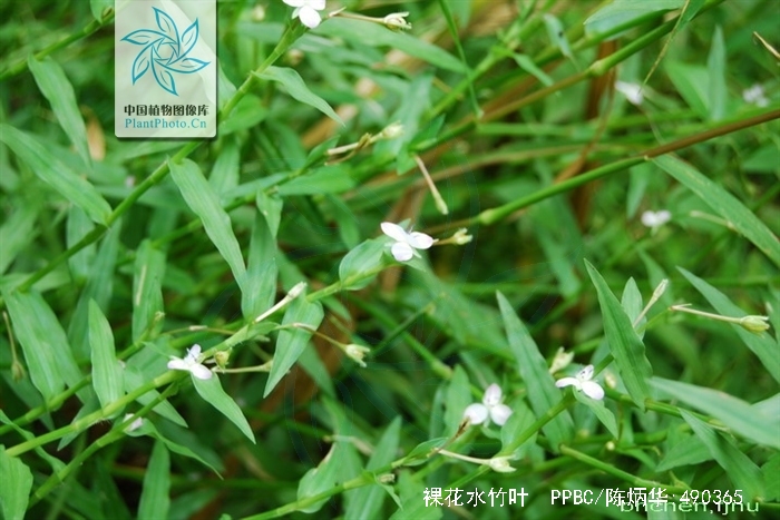 裸花水竹叶