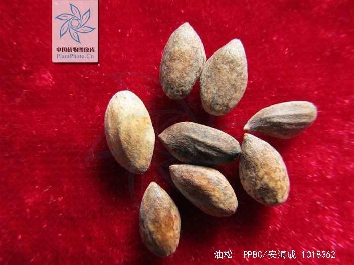  p>油松(学名: i>pinus tabuliformis /i> carr.