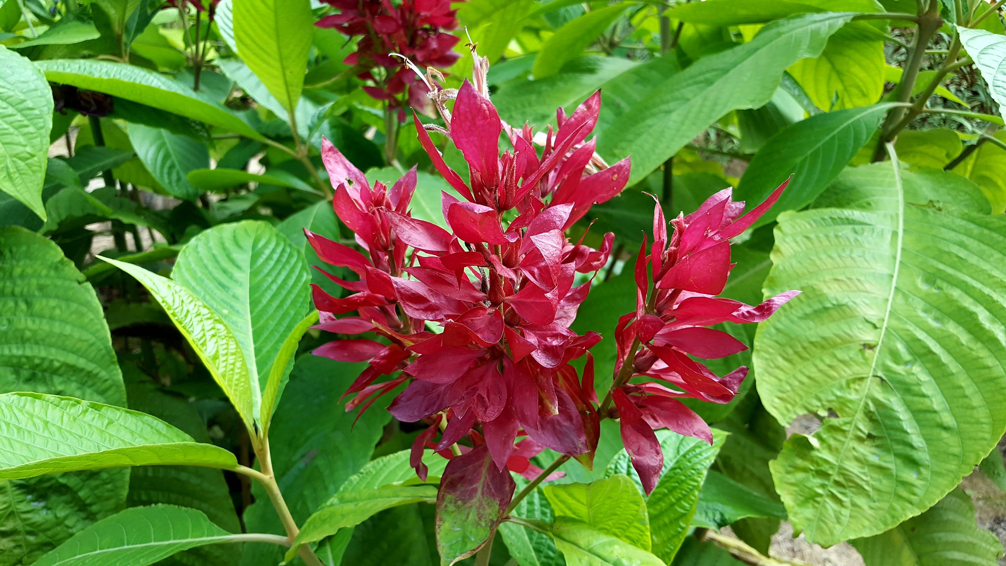 赤苞花