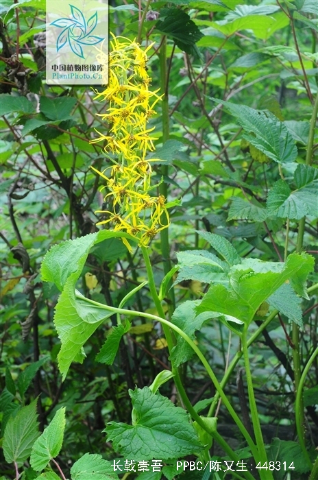 ligularia longihastata