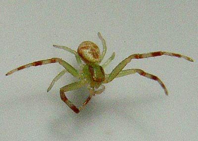  p>笑脸蜘蛛(学名: i>theridion grallator /i>):是美国 a href="#"