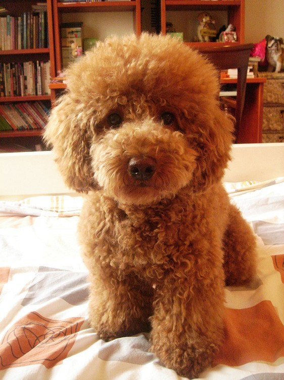 贵宾犬