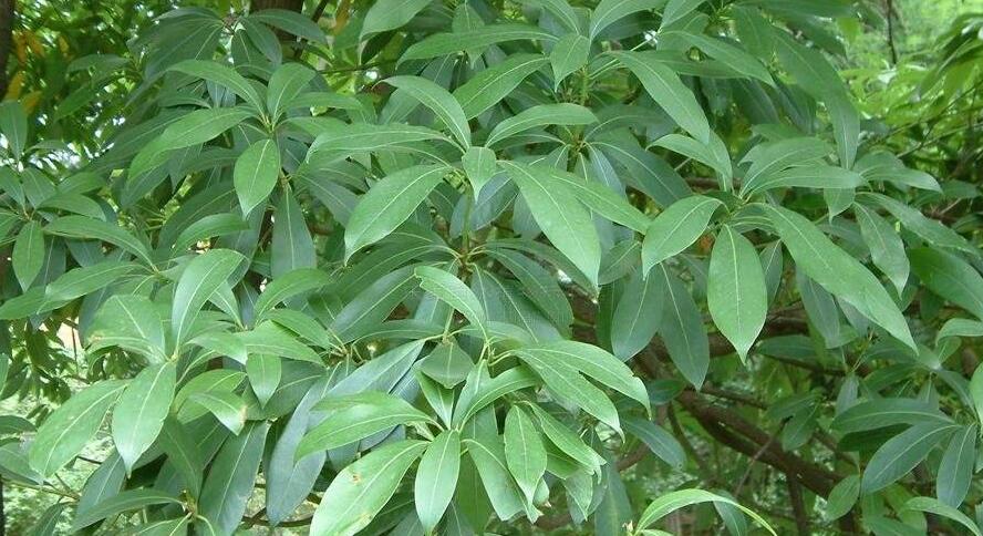  p>润楠(学名: i>machilus pingii /i> cheng ex yang )是樟科,润楠属