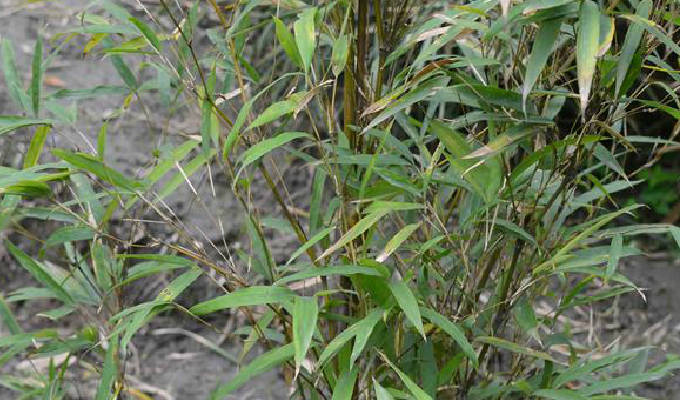  p>平竹(学名: i>qiongzhuea communis /i> hsueh)是禾本科,筇竹属中