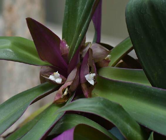  p>紫背万年青(学名: i>tradescantia /i>  i>spathacea /i> sw.