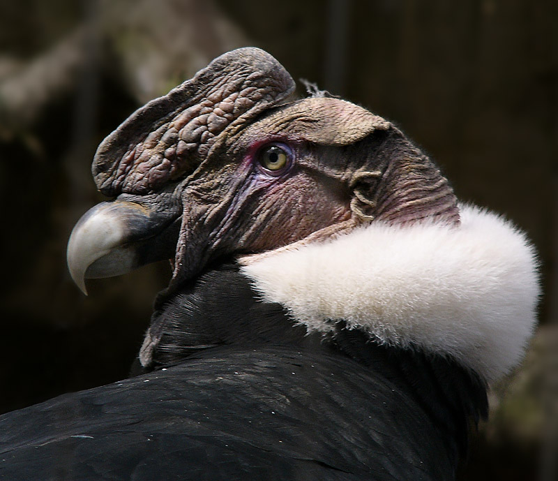  p>安第斯神鹫(学名: i>vultur gryphus /i>):又叫康多兀鹫,也有人叫