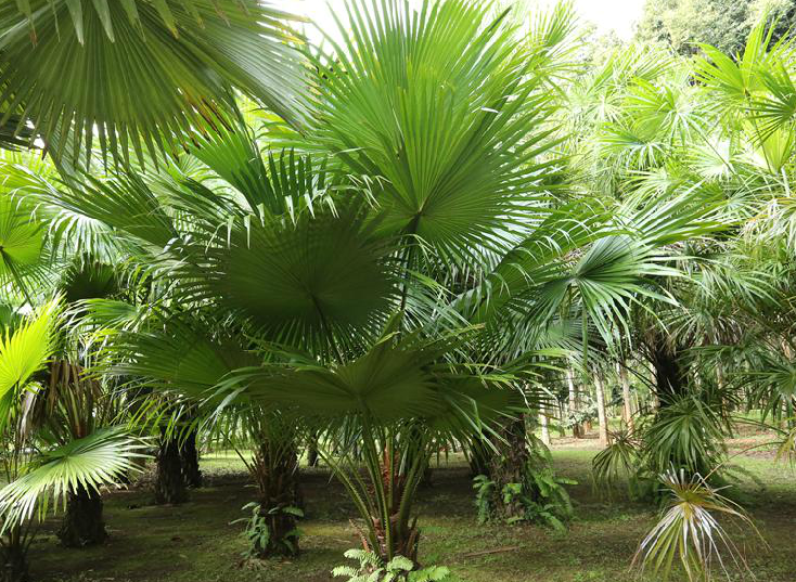 merr. ex a. chev.)是棕榈科,蒲葵属植物.