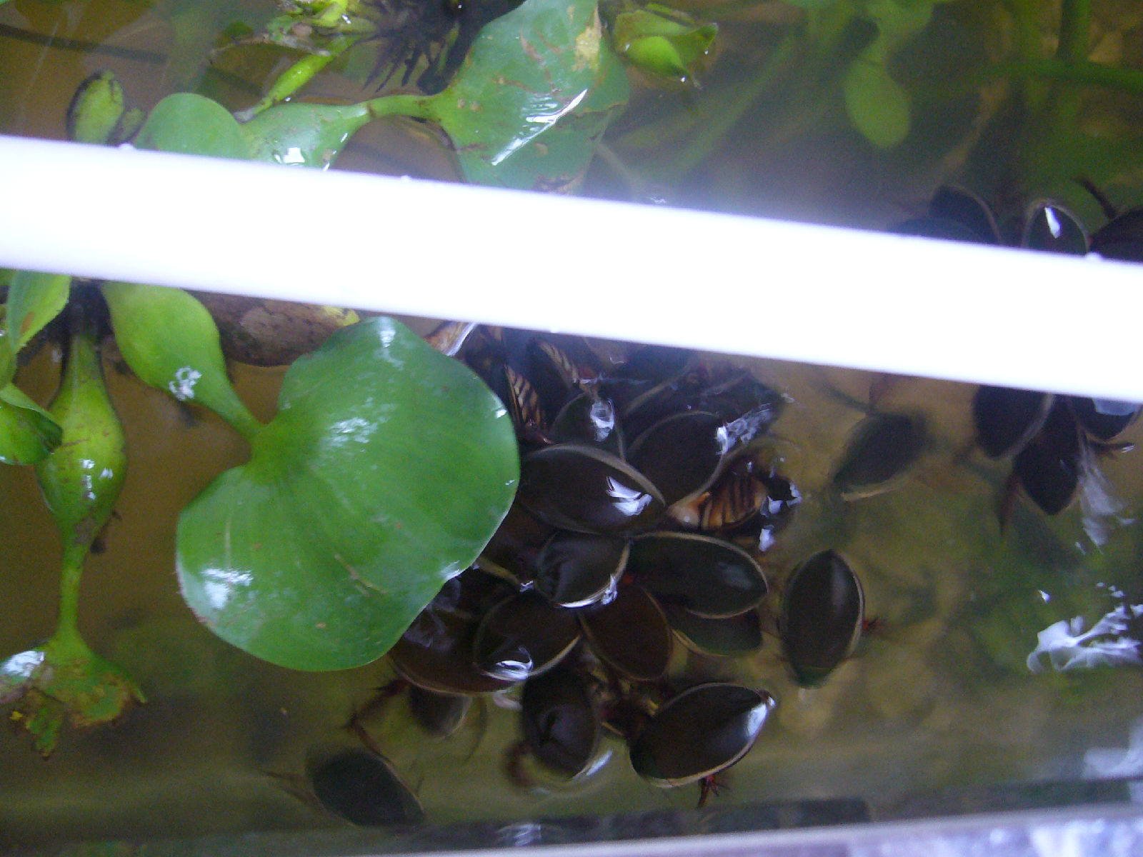  p>龙虱,俗名水鳖,别名泽劳,黑壳虫,水龟子,水鳖虫,射尿龟,小龟子等.