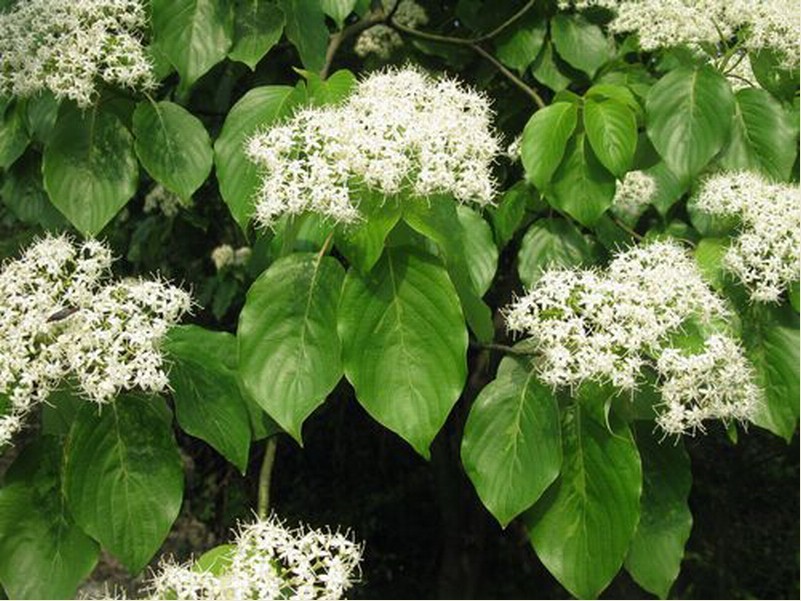 k. hu) fang et w. k. hu