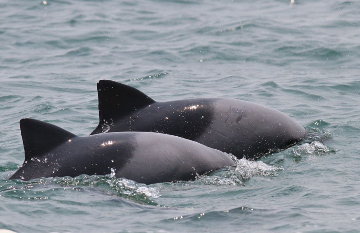 赫氏海豚