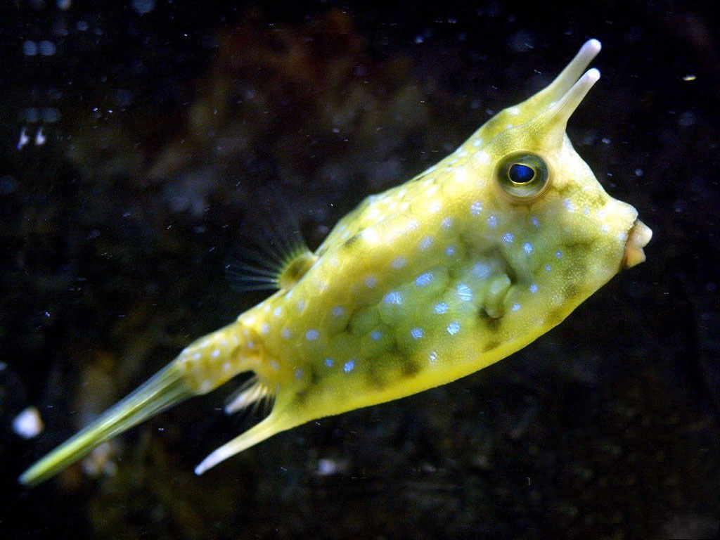 眼上方有一牛角状长棘,比眼径长.腹侧棱突出,其后端有一向后长棘.