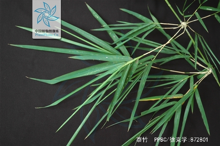  p>泰竹(学名: i>thyrostachys siamensis /i>