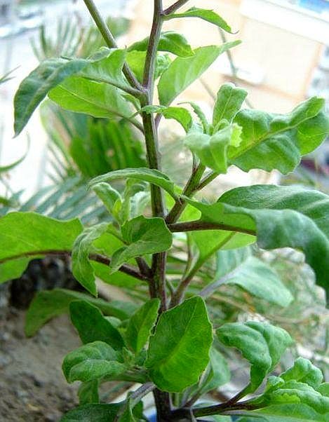 金鸡毛草,又名神奇救