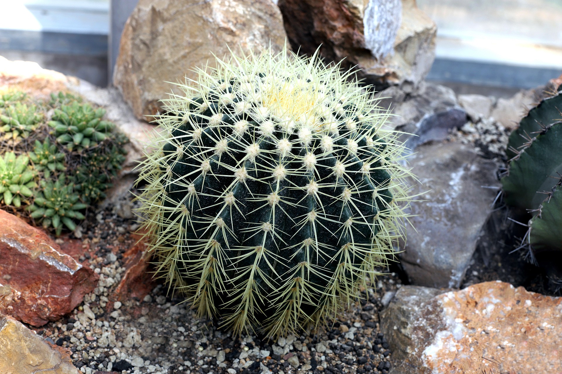 是仙人掌科,金琥属多年生 a target="_blank" href="/item/草本">