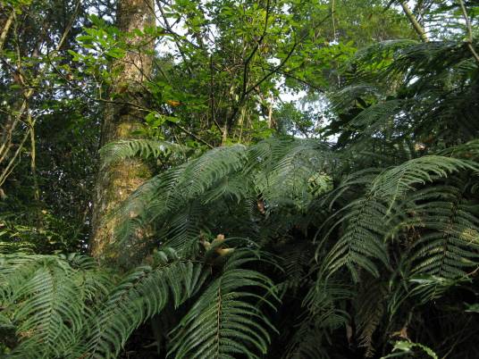 光里白（里白科里白属植物）_百度百科