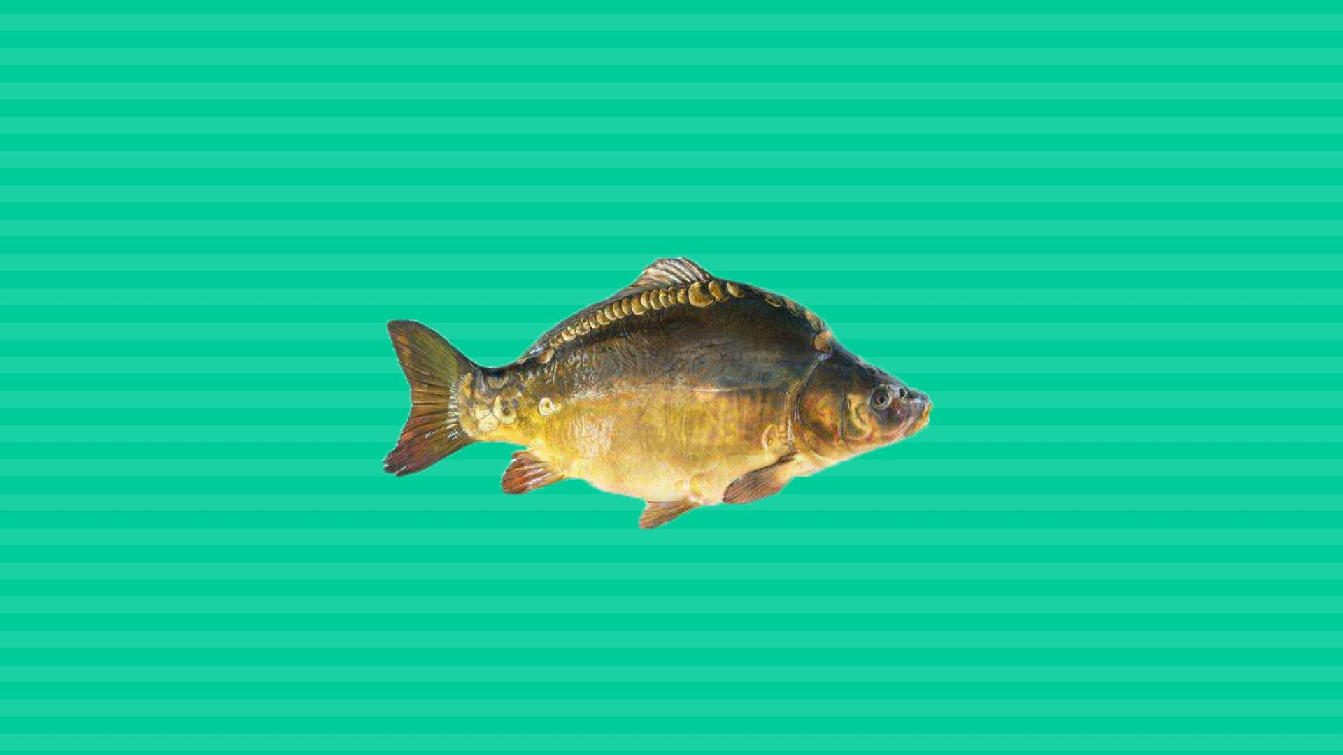 【秒懂百科】一分钟了解裸斑