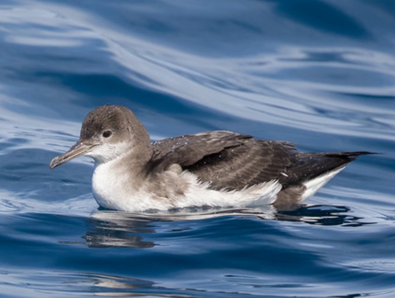  p>棕嘴鹱(学名: i>puffinus gavia /i>):是鹱科,剪水鹱属动物.