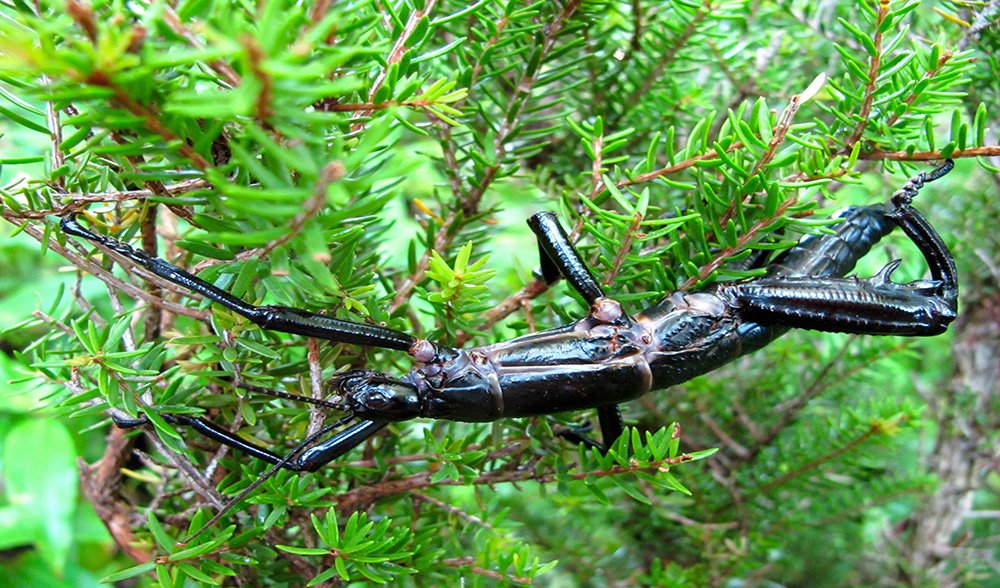 豪勋爵岛竹节虫