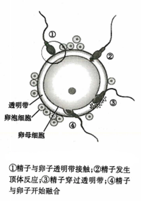受精（全面性教育相关名词）_百度百科