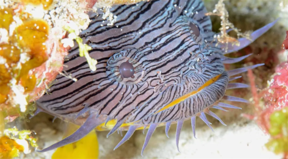 会唱歌的蟾鱼用歌声吸引雌性来窝里产卵