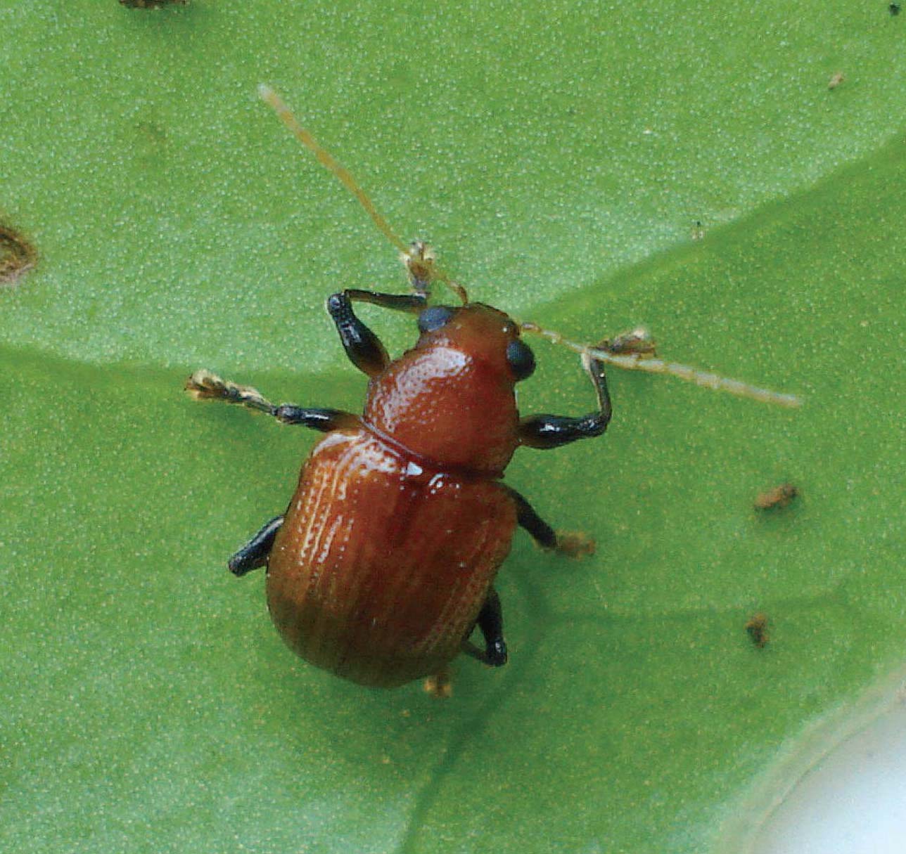  p>驼角胸肖叶甲, i>basilepta gibbosa /i>