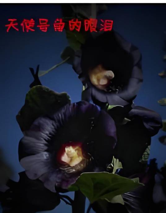 天使号角的眼泪_百度百科
