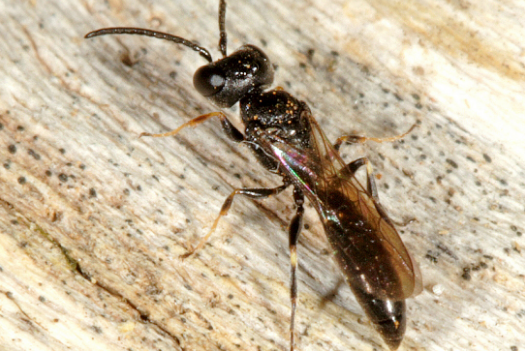  p>短跗宽鞘茧蜂( i>centistes&nbsp;brevitarsus&nbsp;&amp