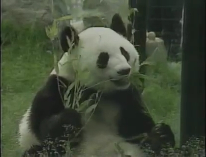  p data-id="gnvjr99wnc">成成,大熊猫,雌性,谱系号297.