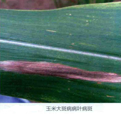 玉米大斑病