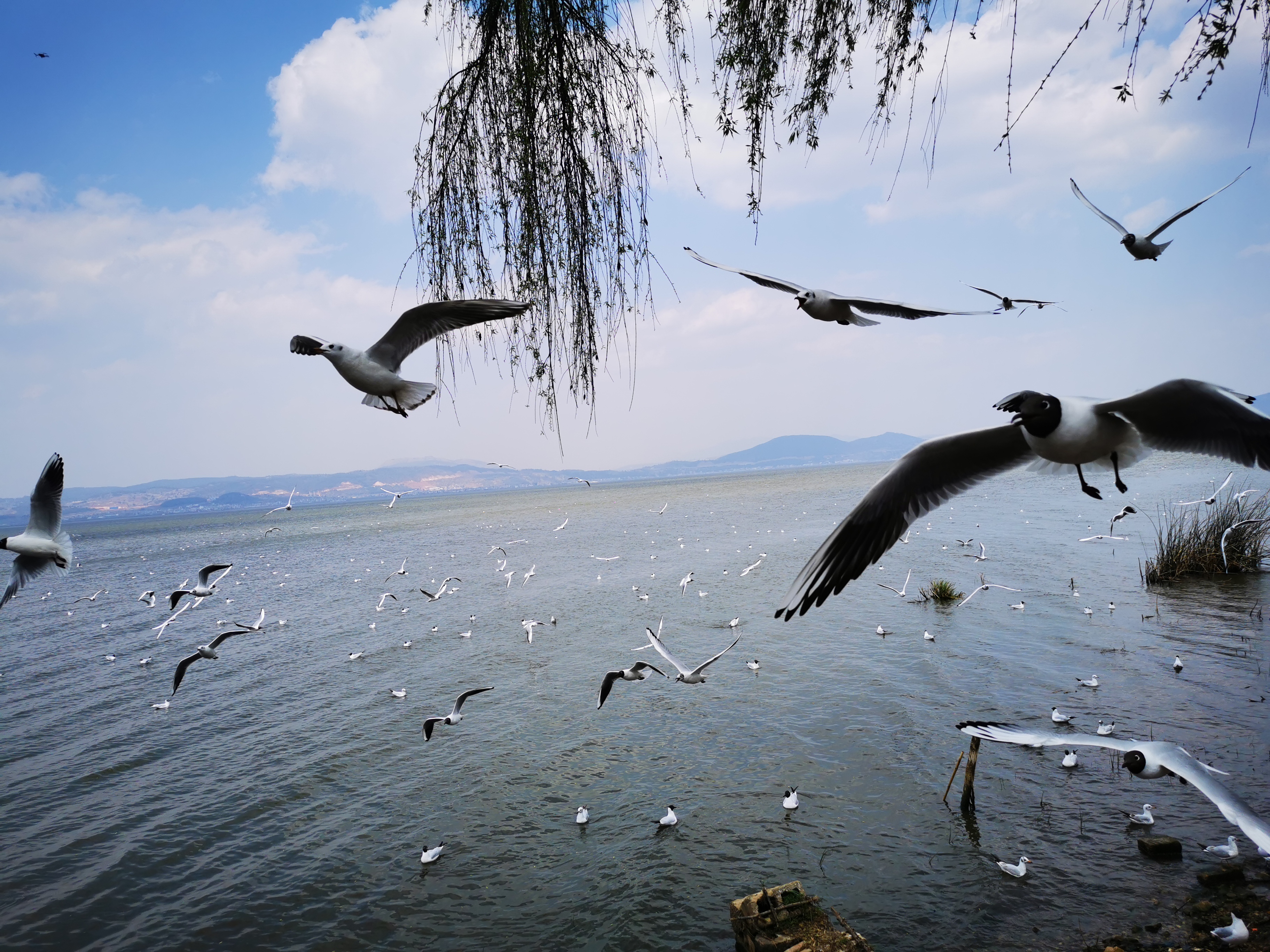 id="go076ia9h2">曲江镇,隶属于云南省红河哈尼族彝族自治州建水县